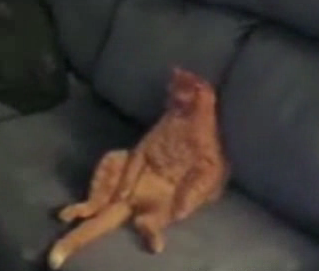 Couch Potato Cat